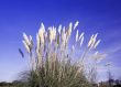 reeds