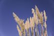 reeds