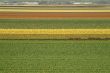 fields of tulips