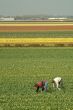 fields of tulips