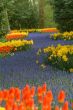 fields of tulips