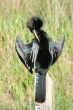 Anhinga Drying Feathers on Pole