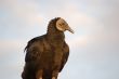 Black Vulture Side Portrait