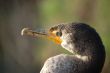 Double-crested Cormorant