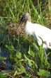 Wood Stork