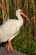 White Ibis