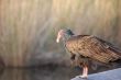 Turkey Vulture