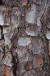 Slash Pine Bark