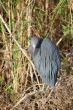 Little Blue Heron Portrait