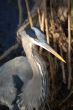 Great Blue Heron Portrait