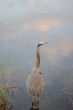 Great Blue Heron Standing