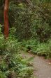 Gumbo Limbo Trail