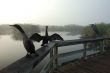 Morning Fog Everglades Park