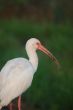 White Ibis