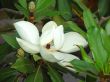 Blossoming tree of a magnolia