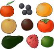 Fruits illustration