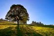Solitary tree on blue sky