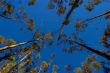 Trees looking at the blue sky