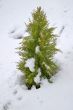 Solitary tree on the snow