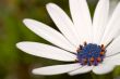 Daisy macro, focus on raindrops