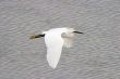 A great heron flies