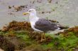 A seagull into the early morning sunlight