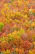 fall colors in autumn season