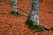 fall colors in autumn season