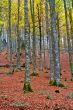 fall colors in autumn season