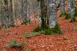 fall colors in autumn season
