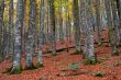 fall colors in autumn season