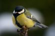 Tit bird