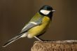 Tomtit bird on the stub