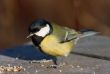Tit bird on the feed place