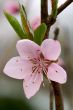 Close-up photo of peach flower
