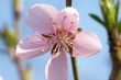 Macro photo of tree flower