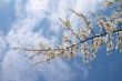 Flowering tree branch