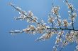 Blooming tree