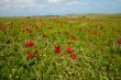 Tulips in the meadow