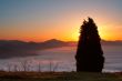 The tree Above the fog