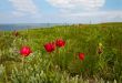 Wild tulips on the seaside