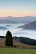 Solitary tree on the fog sea