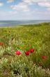 Tulips on the seaside