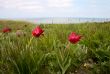 Wild tulips in the steppe