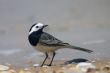 wagtail bird