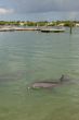 Bottlenose Dolphin 1