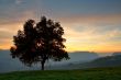 Solitary tree on the fog sea