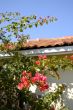 Mediterranian House with Boungaville Plants