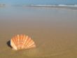 Sea Shell On The Beach