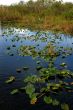 Pond in the Everglades